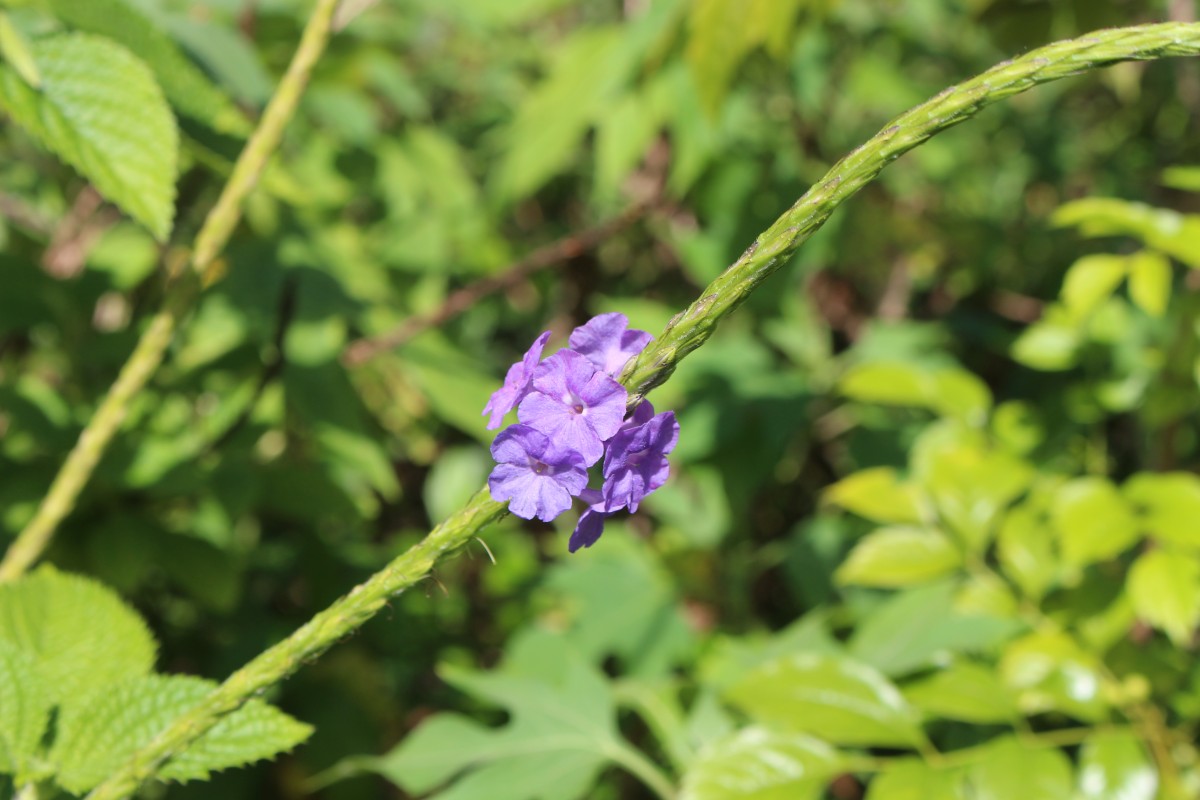 Stachytarpheta urticifolia Sims